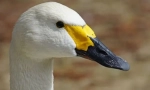 Americký swan